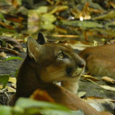Corcovado Wilderness Lodge By Scp San Pedrillo Exteriér fotografie
