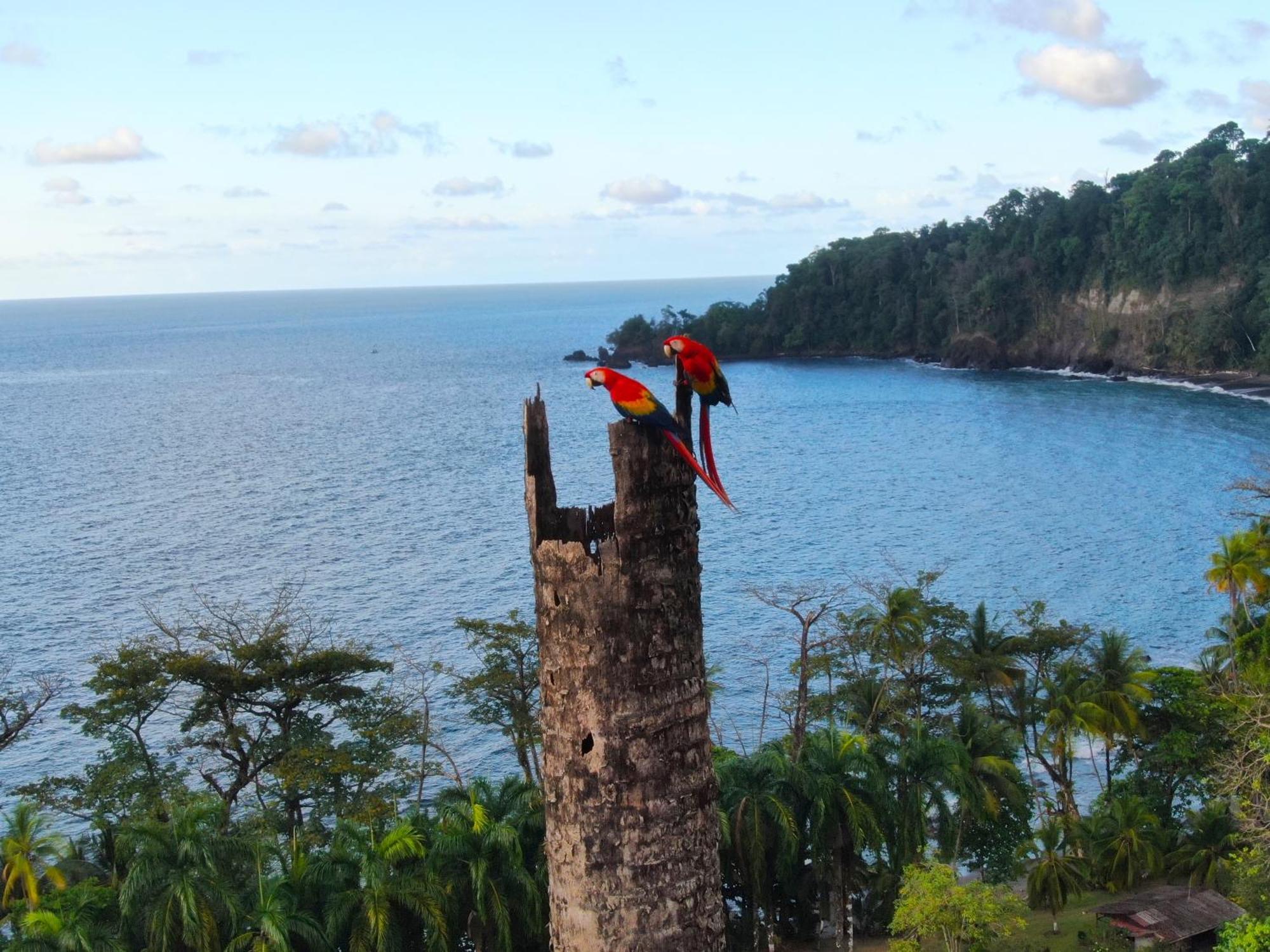 Corcovado Wilderness Lodge By Scp San Pedrillo Exteriér fotografie