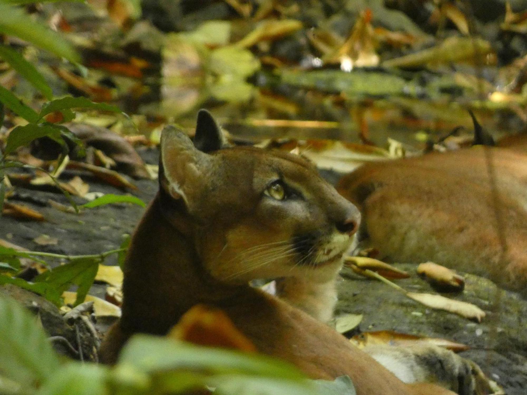 Corcovado Wilderness Lodge By Scp San Pedrillo Exteriér fotografie